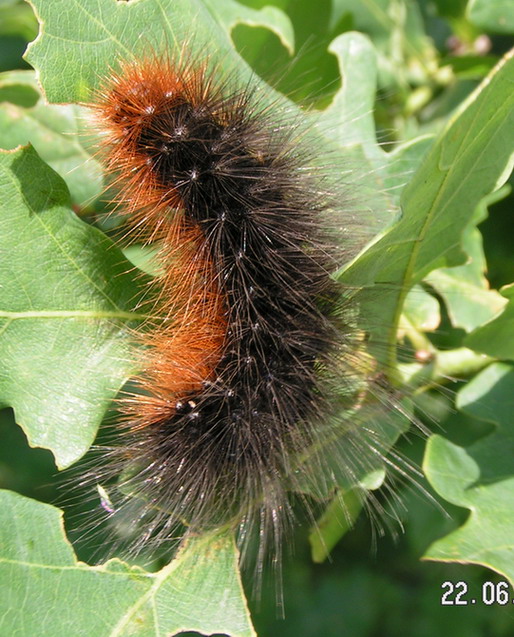 NIED�WIEDZI�WKA KAJA - arctia caja