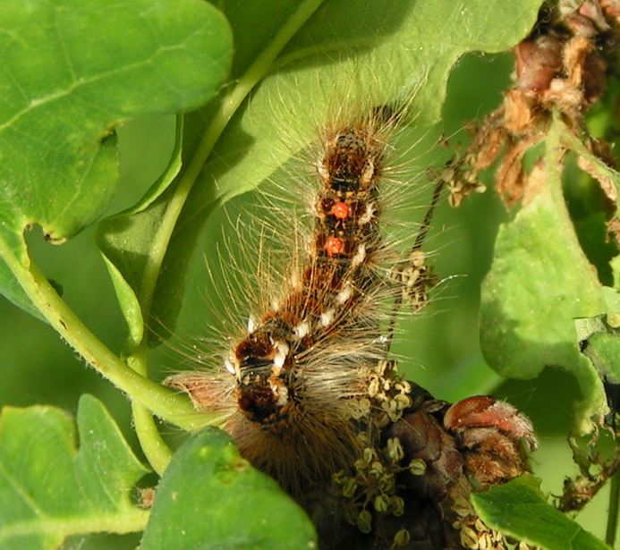 KUPRÓWKA RUDNICA - euproctis chrysorrhoea KUPRÓWKA RUDNICA - euproctis chrysorrhoea