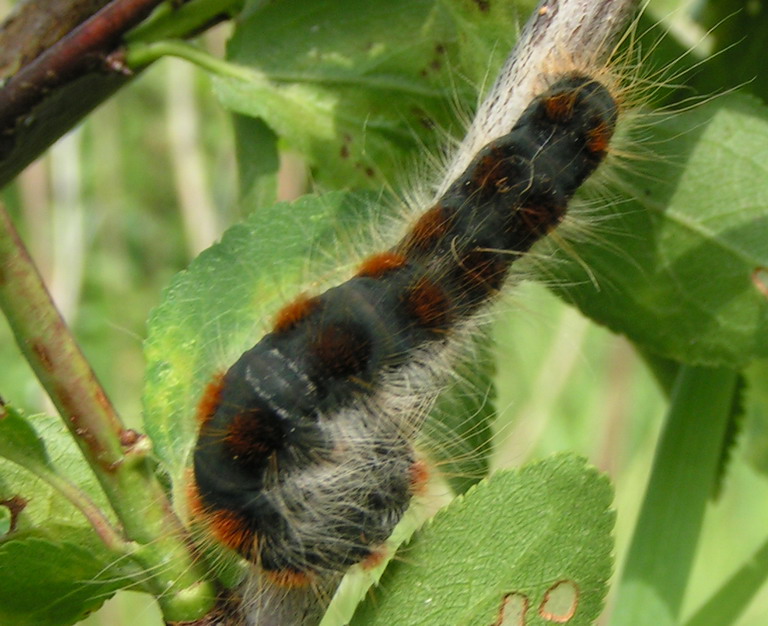BARCZATKA PUCHOWICA - eriogaster lanestris