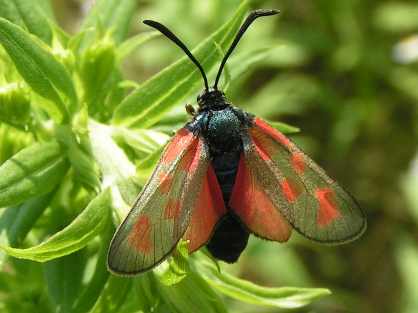 KRA�NIK ROGALIK- zygaena loti