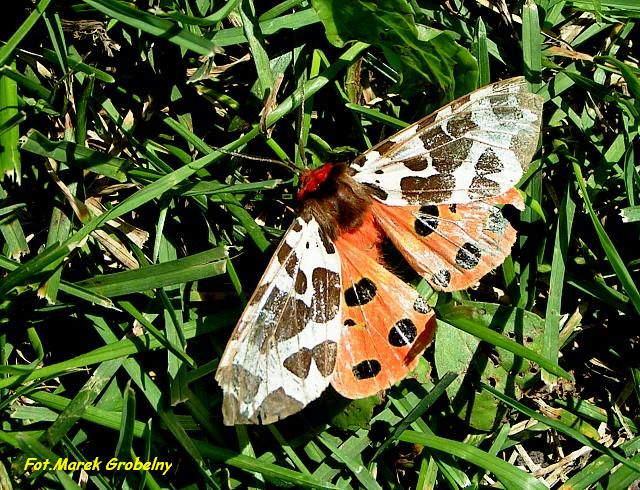 Nied�wiedzi�wka kaja.