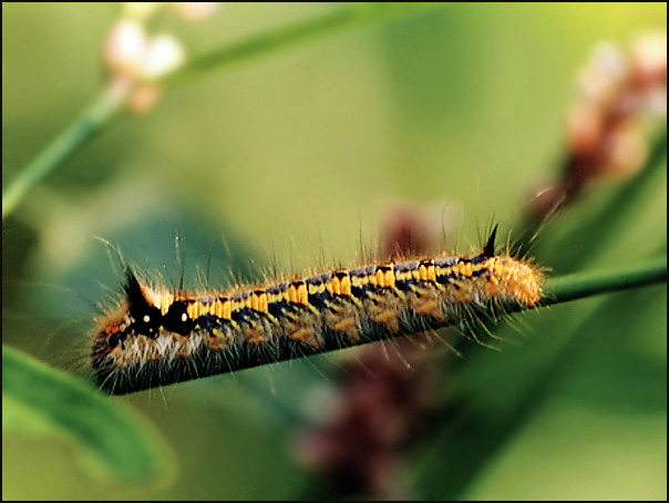 Euthrix potatoria Euthrix potatoria
