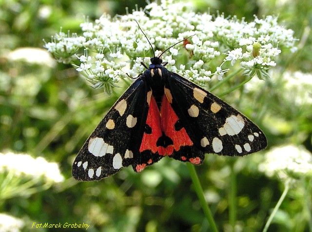 Krasopani poziomówka. Krasopani poziomówka.