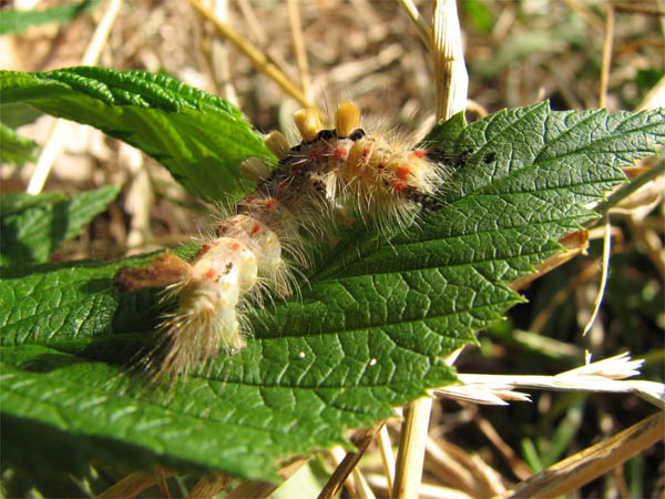 Orgyia antiqua Orgyia antiqua