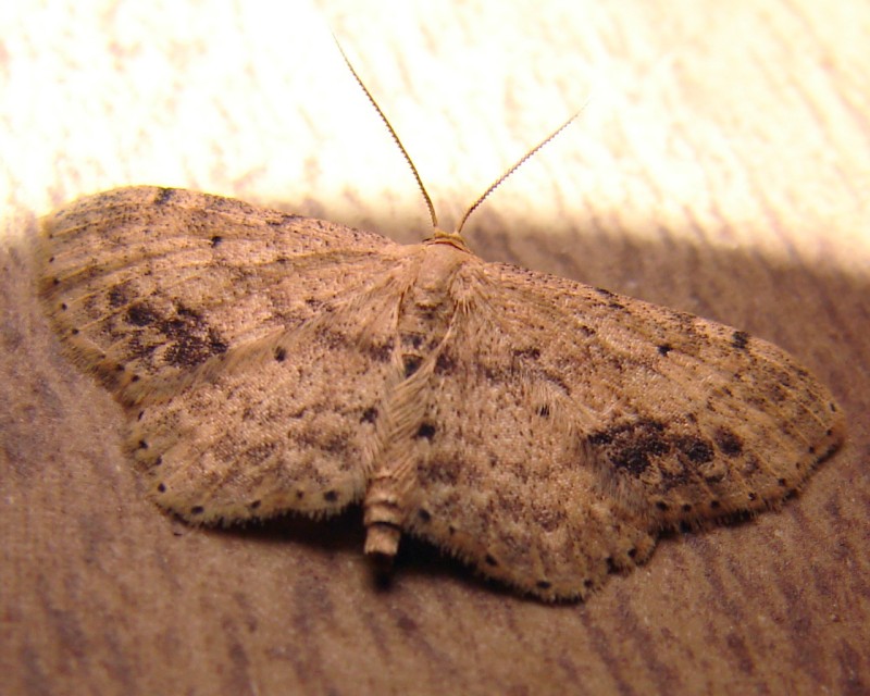 Idaea dimidiata