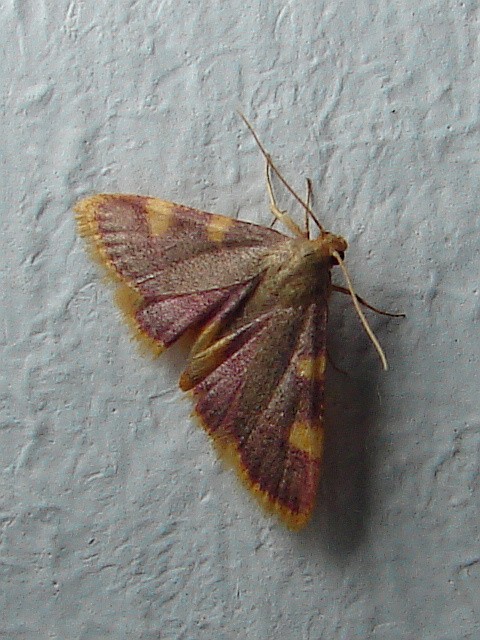 Hypsopygia costalis