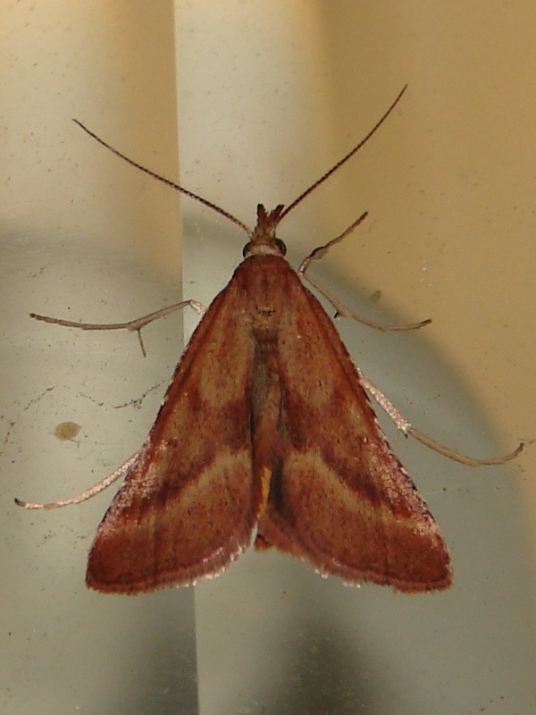 Synaphe punctalis