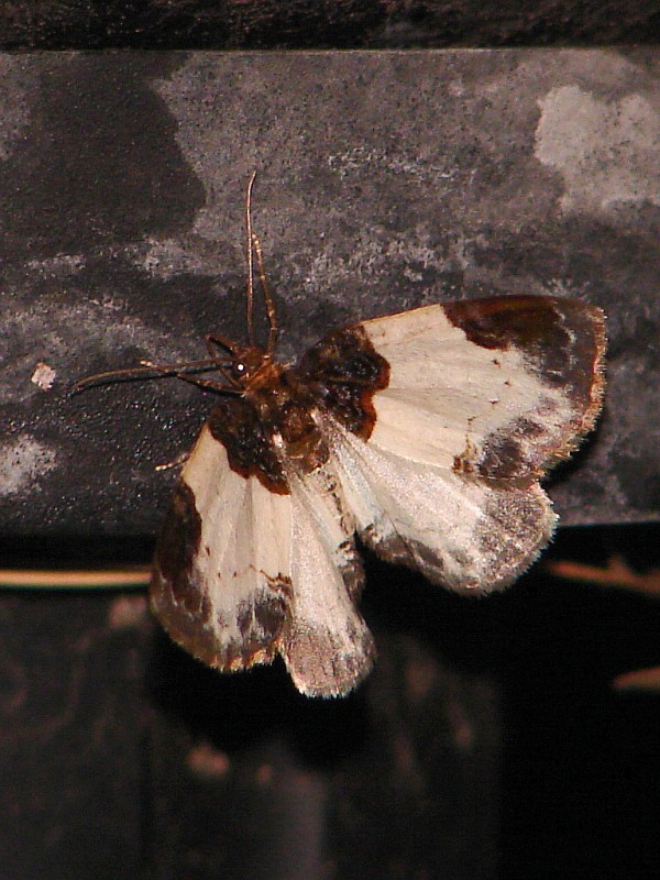 Mesoleuca albicillata