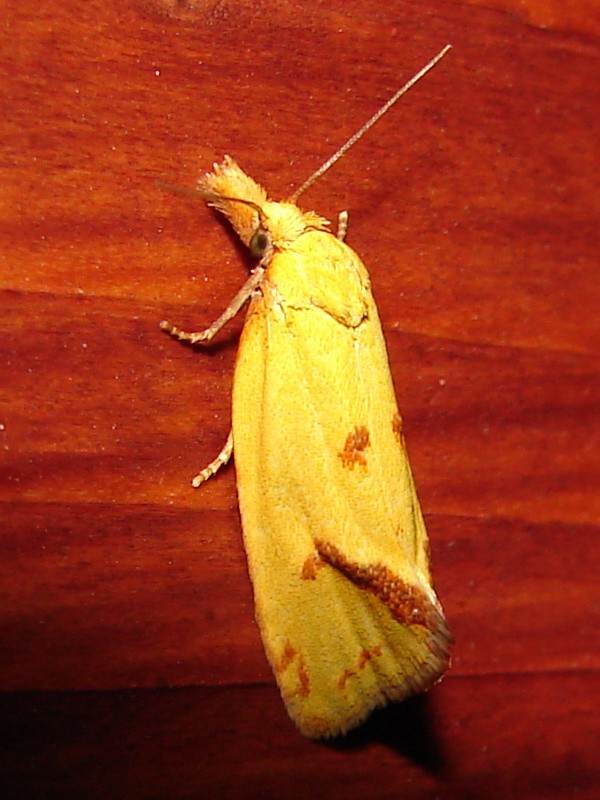 Agapeta hamana