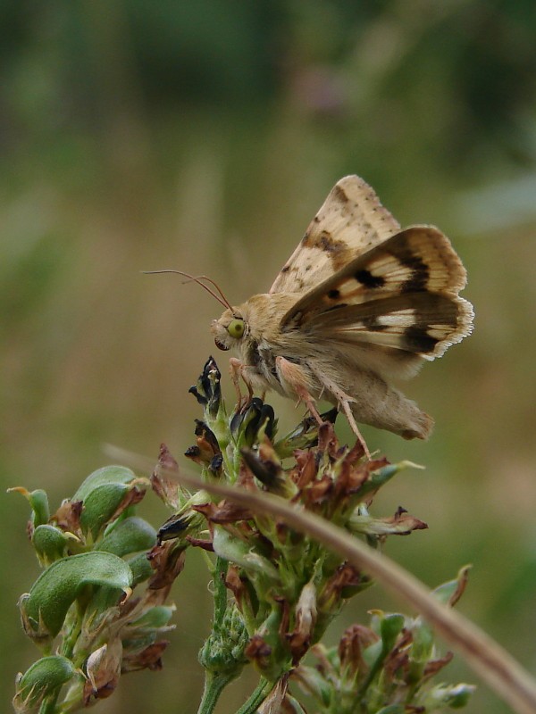 Heliothis viriplaca
