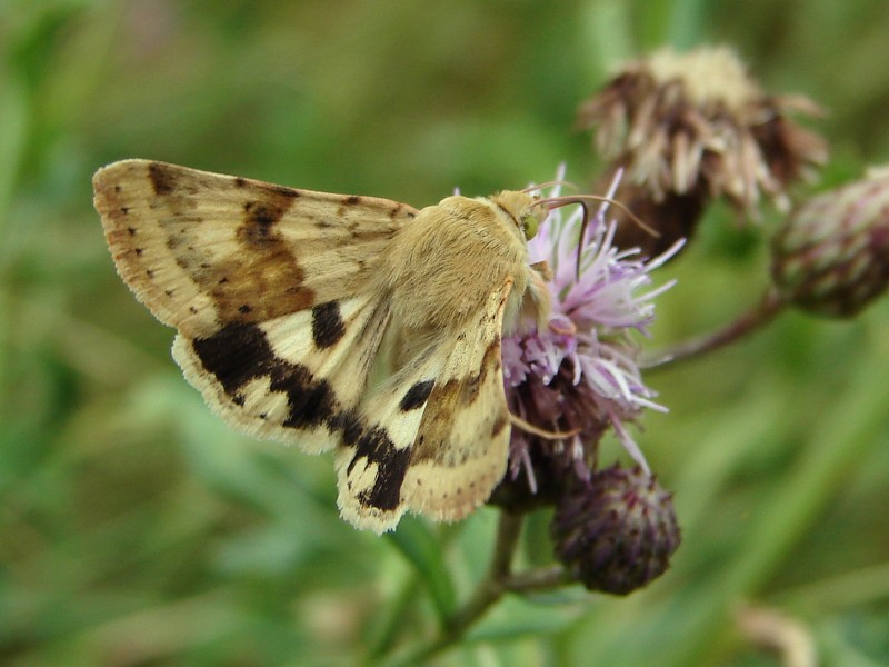Heliothis viriplaca