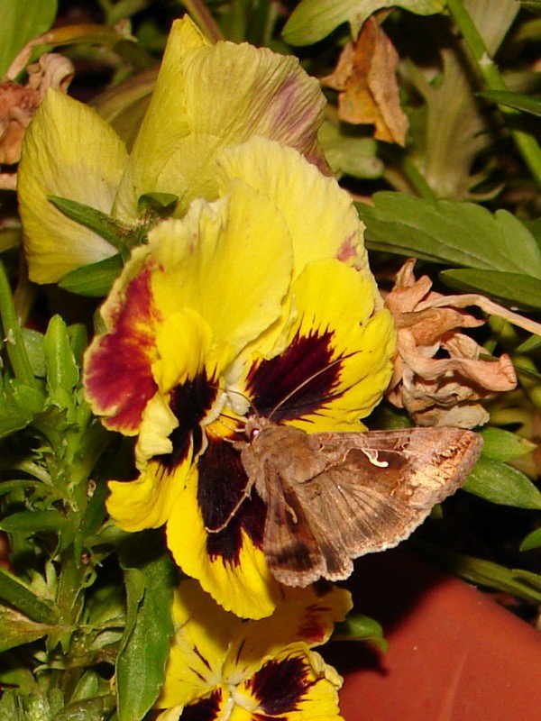 Autographa gamma