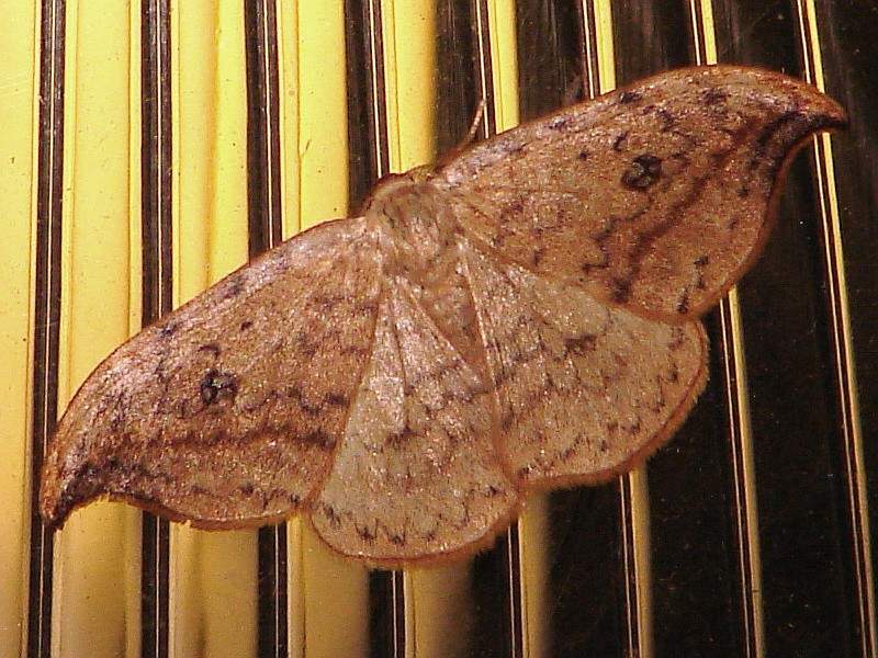 Drepana falcataria