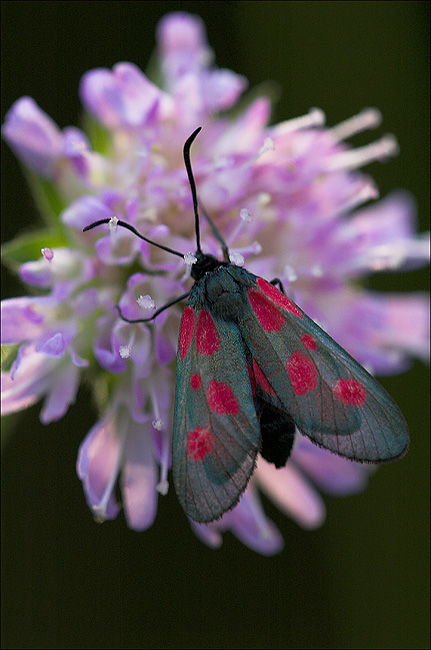 Kraśnik pięcioplamek Zygaena trifolii (Esper, 1783) Kraśnik pięcioplamek Zygaena trifolii (Esper, 1783)