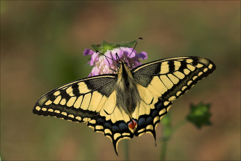 Brak nowych postów Paź królowej Papilio machaon (Linnaeus, 1758) Brak nowych postów Paź królowej Papilio machaon (Linnaeus, 1758)