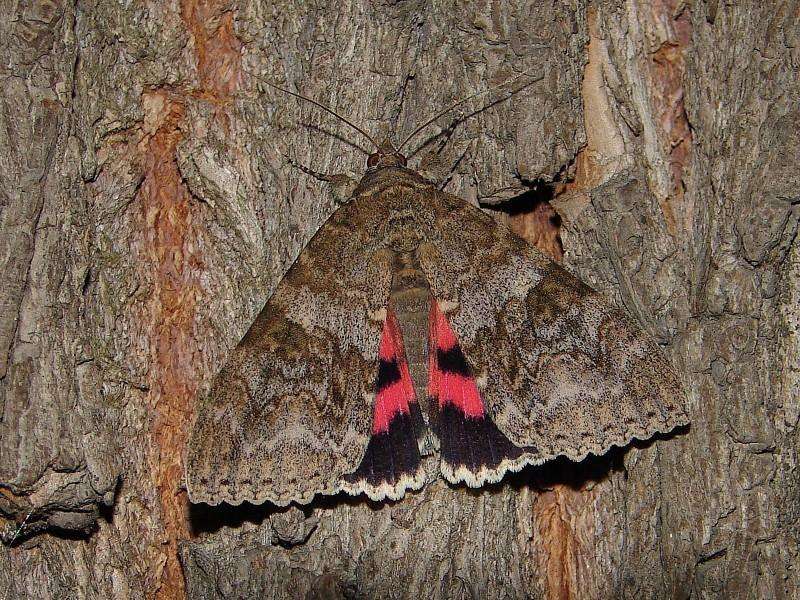 Catocala nupta Catocala nupta