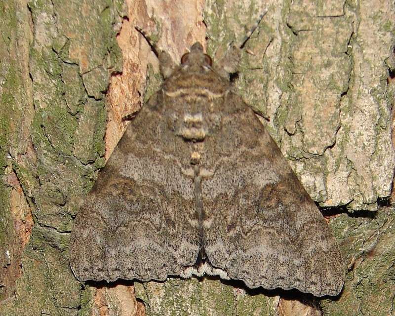 Catocala nupta Catocala nupta