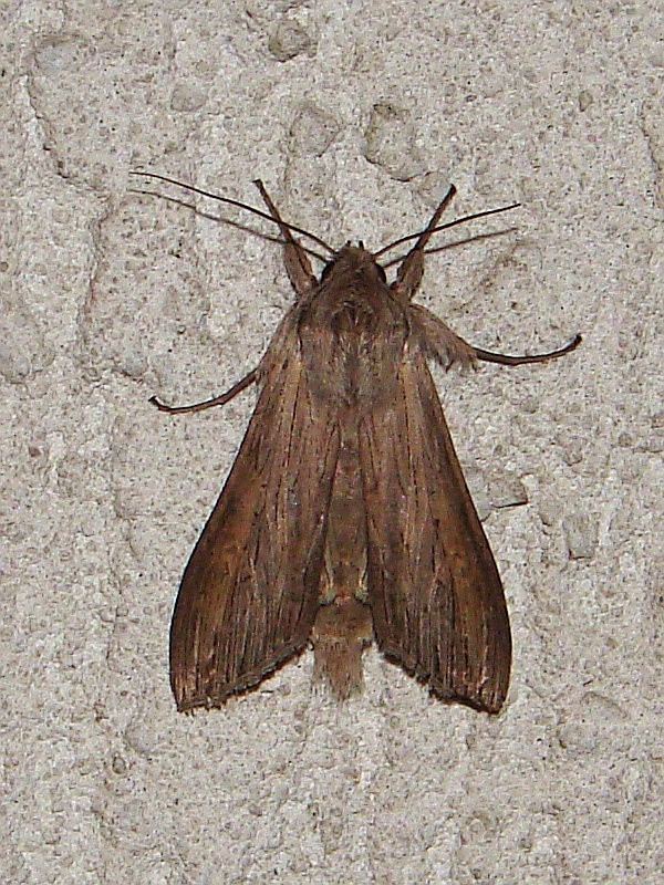 Cucullia umbratica Cucullia umbratica