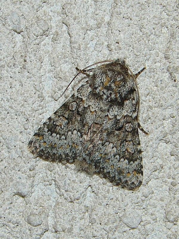 Hecatera dysodea Hecatera dysodea