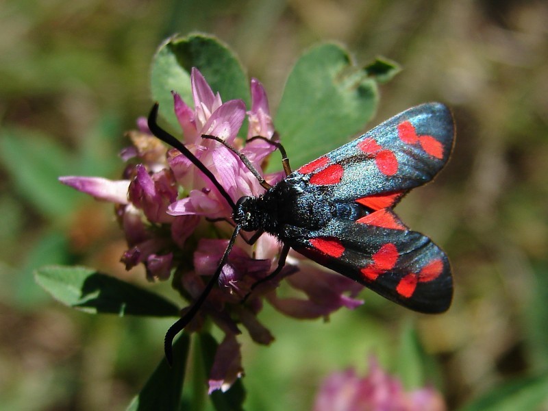 Zygaena filipendulae Zygaena filipendulae