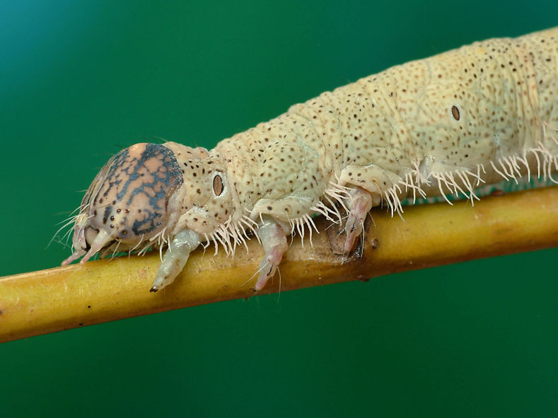 G±sienica Catocala fraxini G±sienica Catocala fraxini