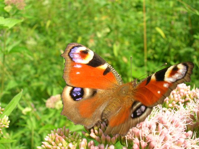 rusałka pawik rusałka pawik