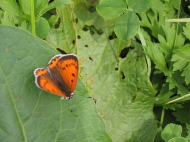 Czerwończyk Nieparek Czerwończyk Nieparek