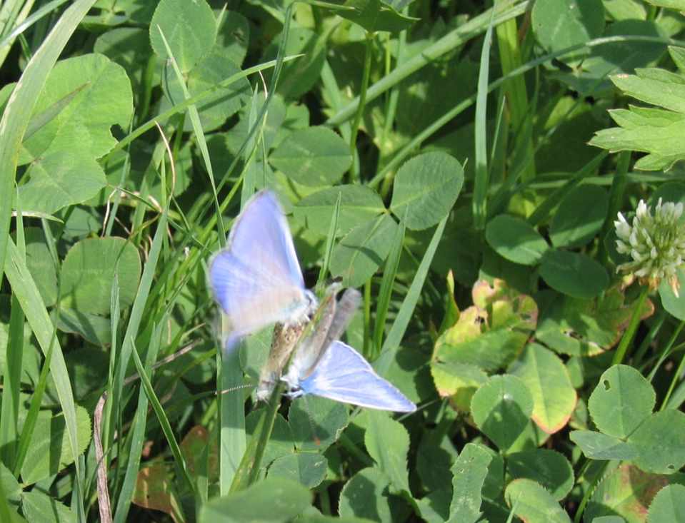 Modraszek ikar - taniec Modraszek ikar - taniec