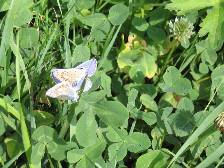 Modraszek ikar - odwieczny rytuał Modraszek ikar - odwieczny rytuał