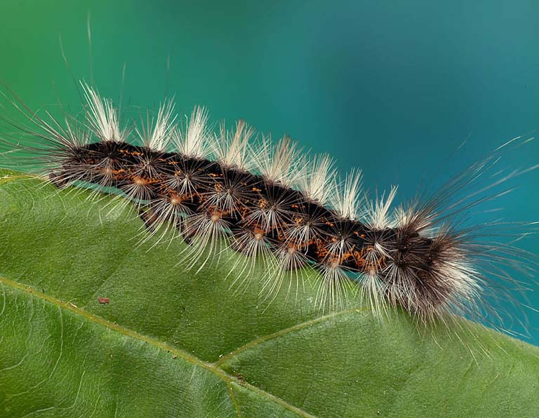 G�sienica Arctornis I-nigrum