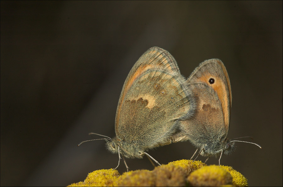 strzępotek ruczajnik Coenonympha pamphilus (=Coenonympha lyllus) (Linnaeus, 1758) strzępotek ruczajnik Coenonympha pamphilus (=Coenonympha lyllus) (Linnaeus, 1758)