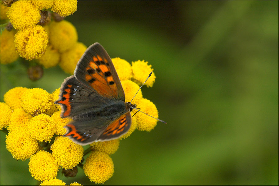 czerwo�czyk �arek Lycaena phlaeas  (=Lycaena phlaeoides)   (Linnaeus, 1761)