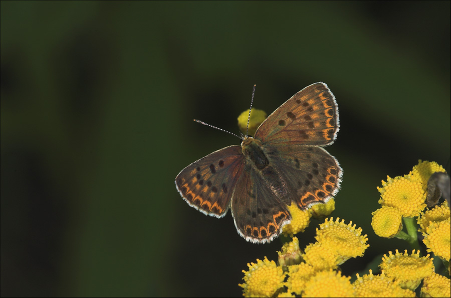 czerwończyk uroczek Lycaena tityrus (=Heodes dorilis) (Poda, 1761) czerwończyk uroczek Lycaena tityrus (=Heodes dorilis) (Poda, 1761)