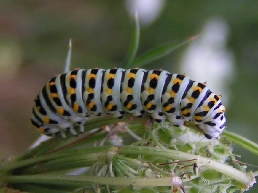 PAŹ KRÓLOWEJ - papilio machaon PAŹ KRÓLOWEJ - papilio machaon