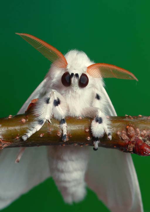 Samczyk Arctornis I-nigrum