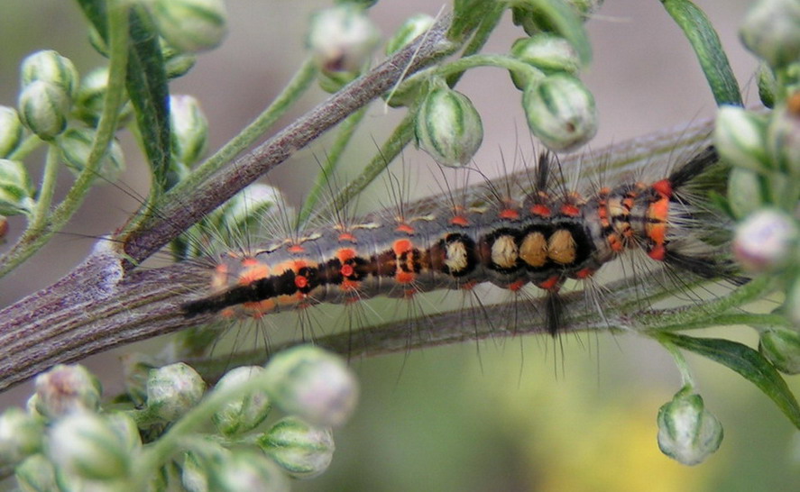 ZNAMIONÓWKA TARNÓWKA - orgyia antiqua ZNAMIONÓWKA TARNÓWKA - orgyia antiqua