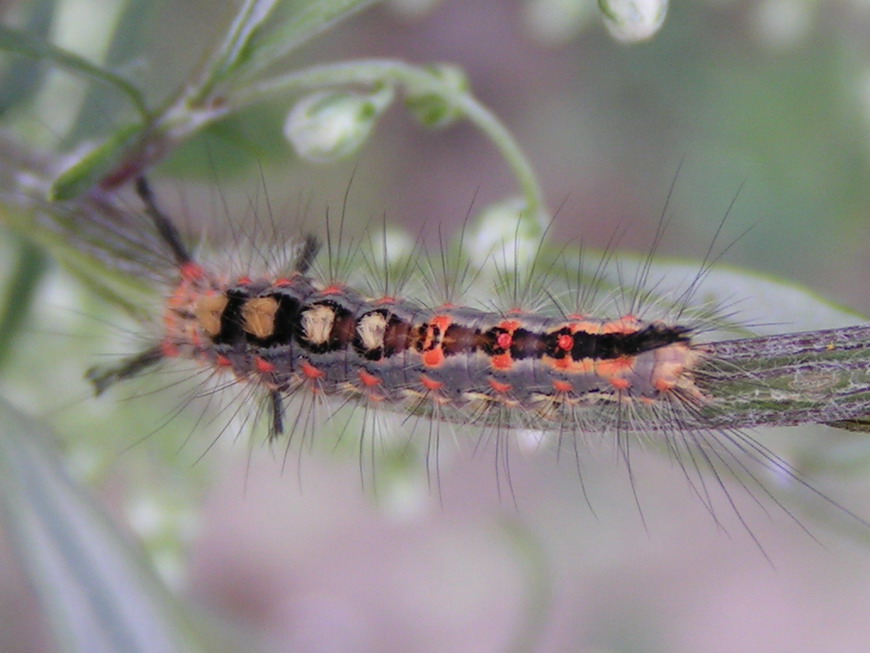 ZNAMIONÓWKA TARNÓWKA - orgyia antiqua ZNAMIONÓWKA TARNÓWKA - orgyia antiqua