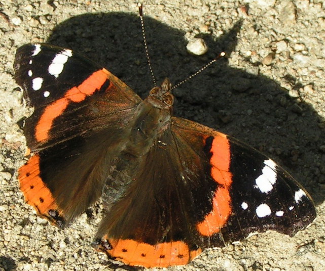 RUSA�KA ADMIRA� - vanessa atalanta