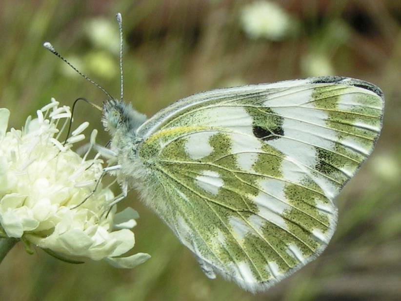 BIELINEK RUKIEWNIK - pieris daplidice BIELINEK RUKIEWNIK - pieris daplidice