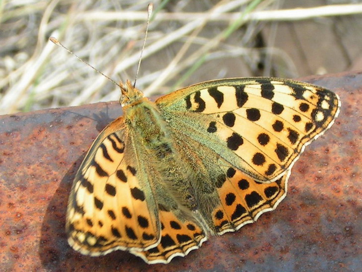 DOSTOJKA LATONIA - issoria lathonia DOSTOJKA LATONIA - issoria lathonia