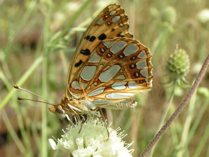 DOSTOJKA LATONIA - issoria lathonia