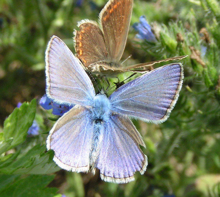 POSU� SI� KOCHANIE JA TE� CHC� MIE� TROSZK� �WAT�A!  MODRASZEK IKAR - polyommatus icarus