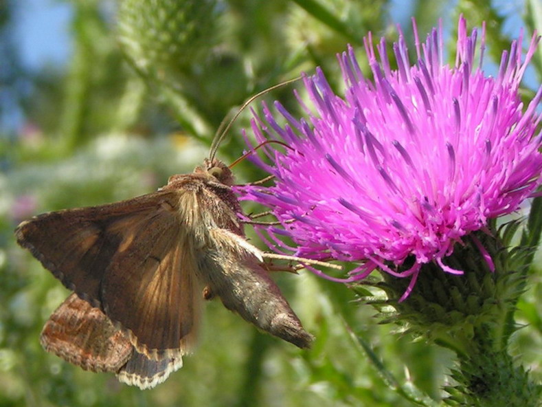 B�YSZCZKA JARZYN�WKA - autographa gamma