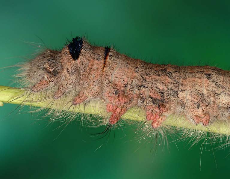 Portert doros�ej gasienicy Gastropacha populifolia