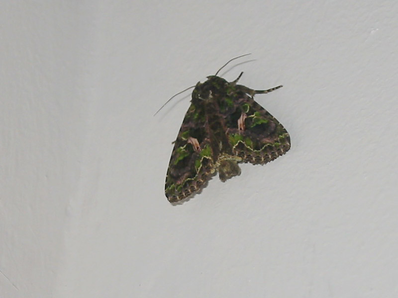 Trachea_atriplicis Trachea_atriplicis