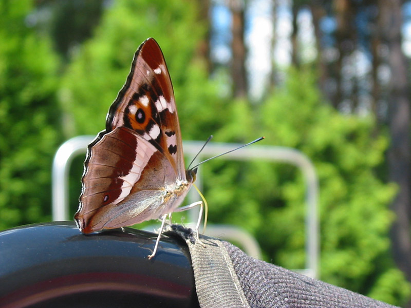 Apatura_iris Apatura_iris
