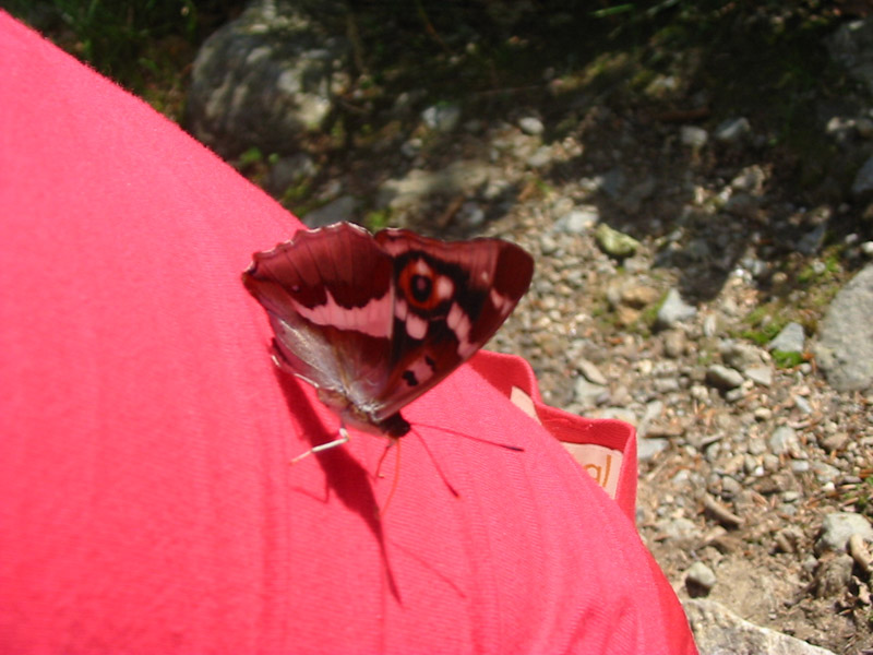 Apatura_iris Apatura_iris