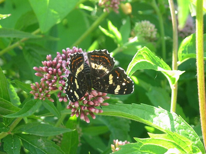 Araschnia_levana Araschnia_levana