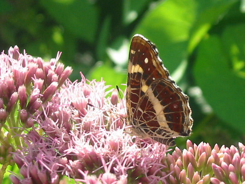 Araschnia_levana Araschnia_levana