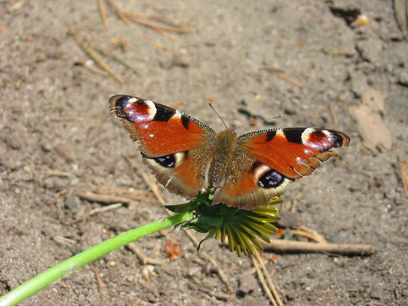 Inachis_io Inachis_io